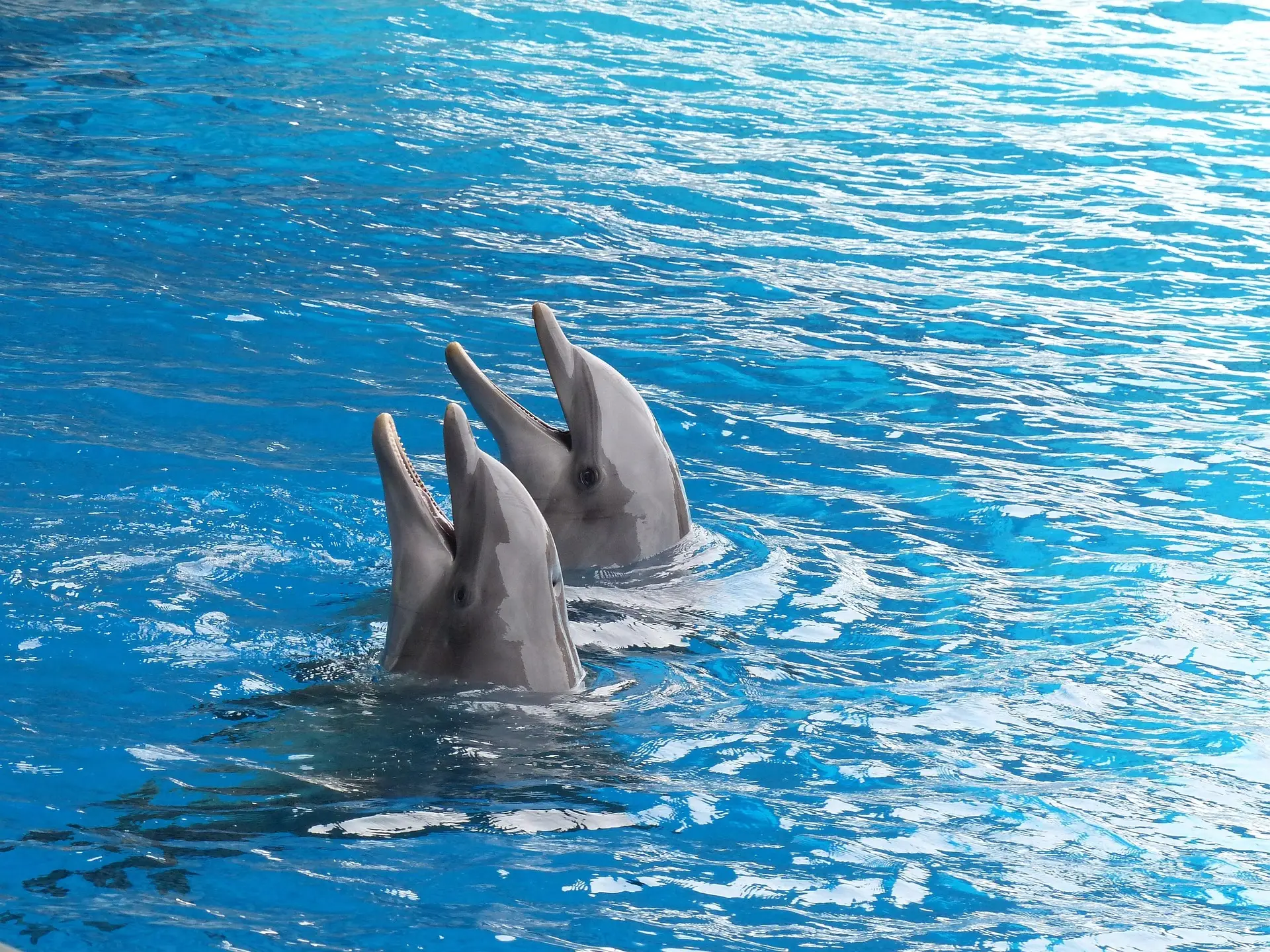 Dolphin Intelligence and Communication: 15 Fascinating Facts About the Ocean's Smartest Mammals