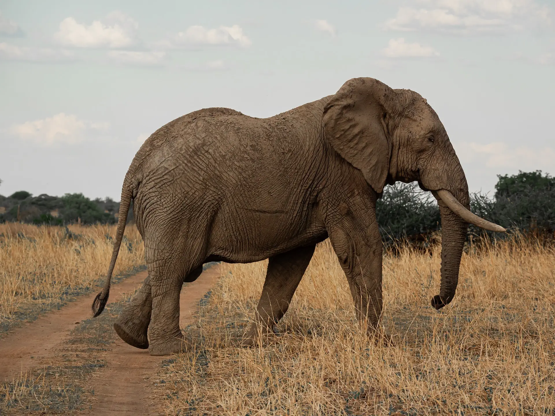 How Do Elephants Communicate: Understanding Elephant Intelligence and Social Behavior 2026
