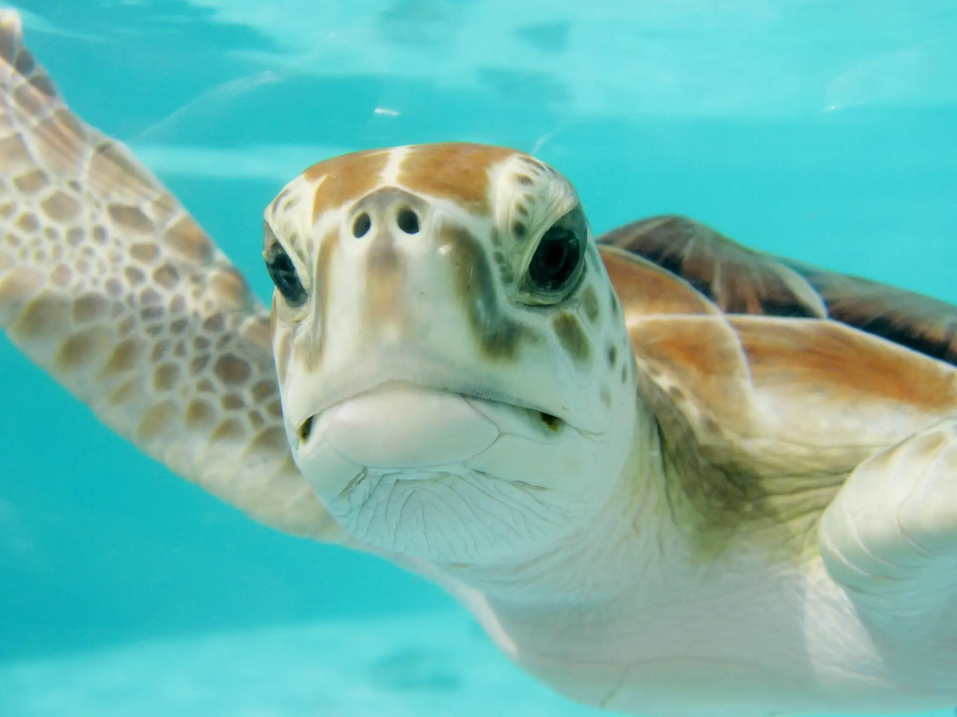 How to Help Save Sea Turtles: Marine Conservation Actions You Can Take 2026