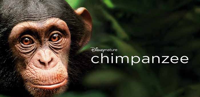 Chimpanzee